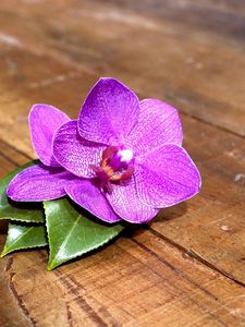 Preview wallpaper orchid, flower, leaves, wood, timber