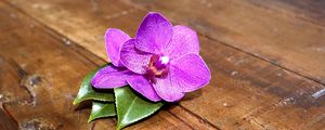 Preview wallpaper orchid, flower, leaves, wood, timber