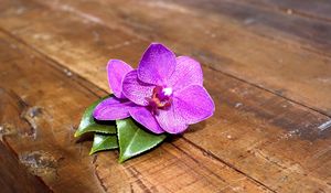 Preview wallpaper orchid, flower, leaves, wood, timber