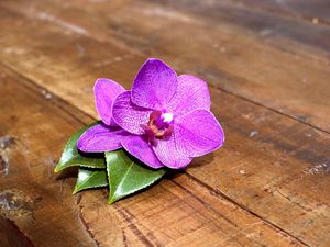 Preview wallpaper orchid, flower, leaves, wood, timber