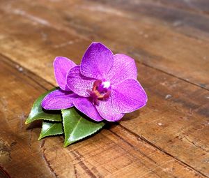 Preview wallpaper orchid, flower, leaves, wood, timber