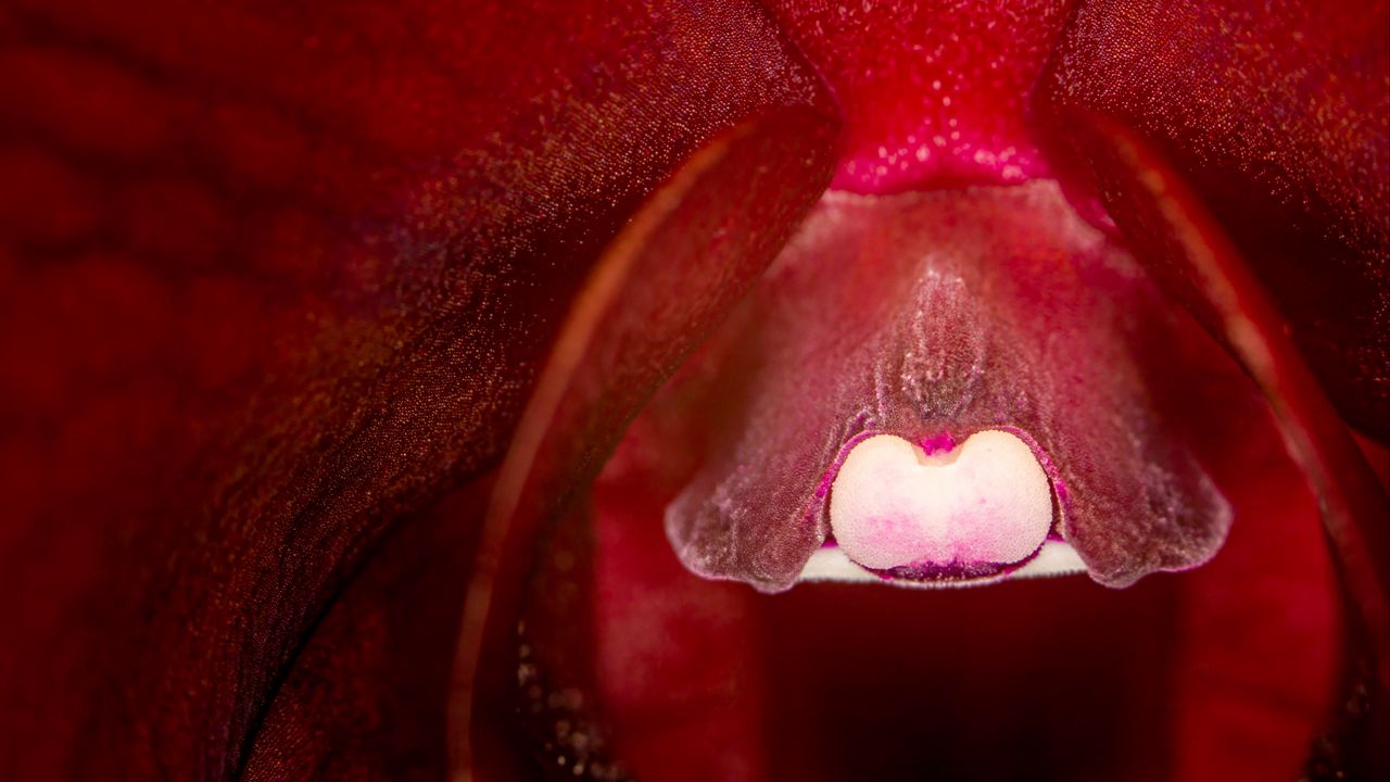 Wallpaper orchid, flower, macro, red