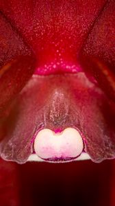 Preview wallpaper orchid, flower, macro, red