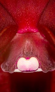 Preview wallpaper orchid, flower, macro, red