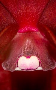 Preview wallpaper orchid, flower, macro, red