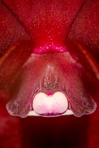 Preview wallpaper orchid, flower, macro, red