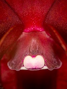 Preview wallpaper orchid, flower, macro, red