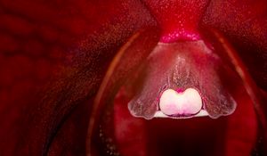 Preview wallpaper orchid, flower, macro, red