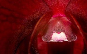 Preview wallpaper orchid, flower, macro, red