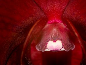 Preview wallpaper orchid, flower, macro, red