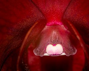 Preview wallpaper orchid, flower, macro, red