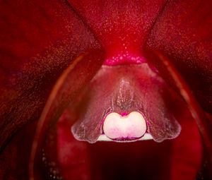 Preview wallpaper orchid, flower, macro, red