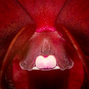 Preview wallpaper orchid, flower, macro, red