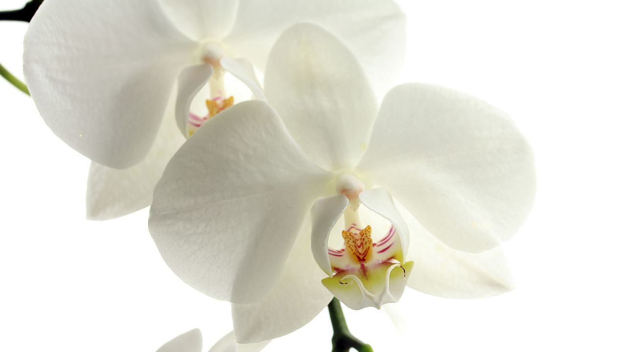 Wallpaper orchid, flower, petals