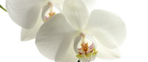 Preview wallpaper orchid, flower, petals