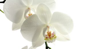 Preview wallpaper orchid, flower, petals