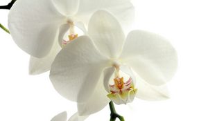 Preview wallpaper orchid, flower, petals