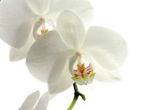 Preview wallpaper orchid, flower, petals