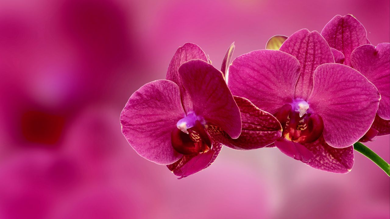 Wallpaper orchid, flower, petals, pink