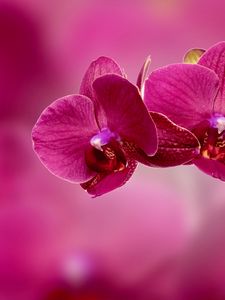 Preview wallpaper orchid, flower, petals, pink