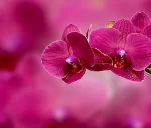 Flowers wallpapers standard 4:3, desktop backgrounds hd downloads, pictures  and images