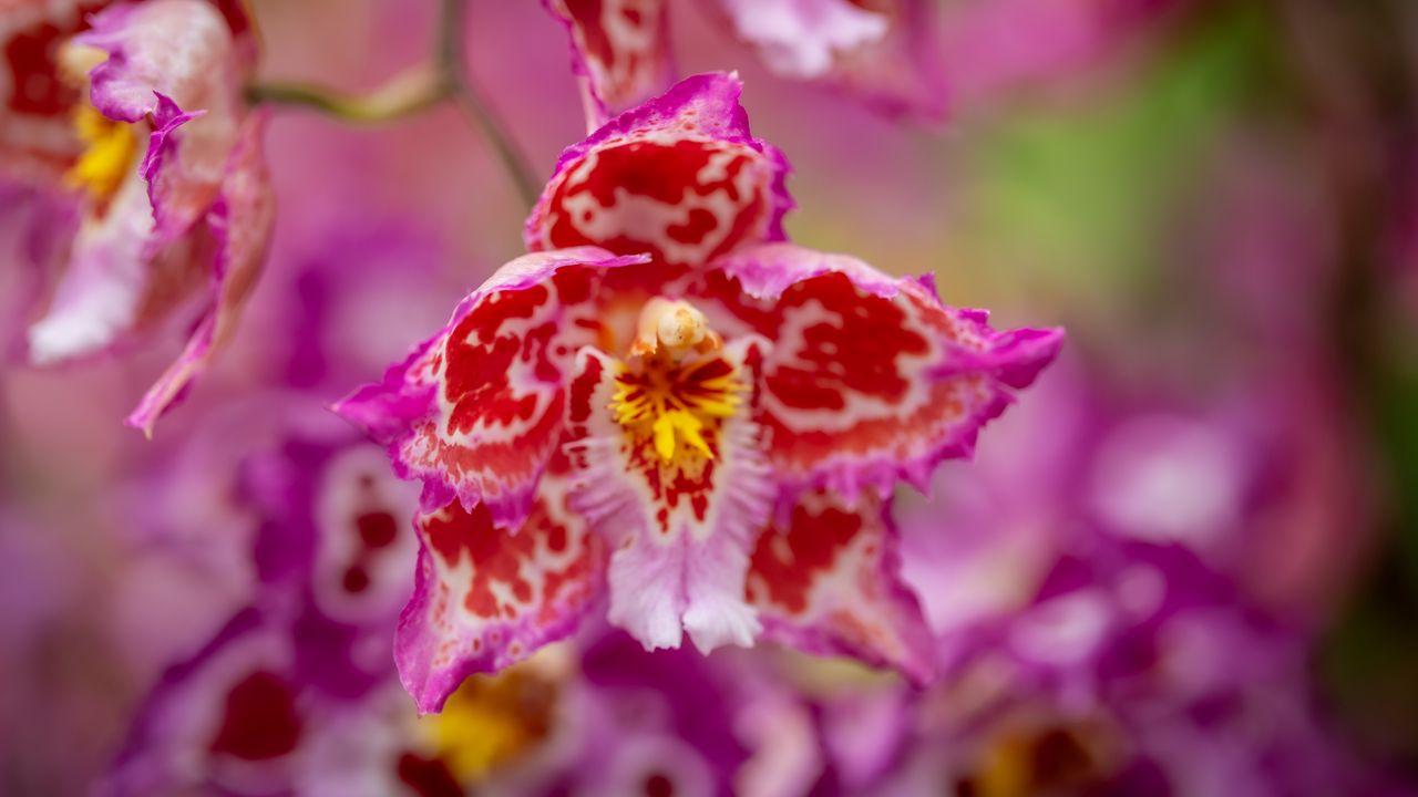 Wallpaper orchid, flower, petals, spots, blur