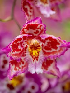 Preview wallpaper orchid, flower, petals, spots, blur