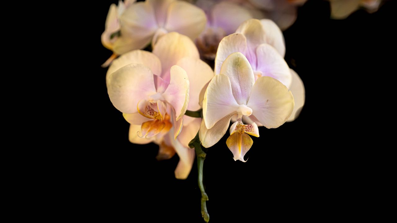 Wallpaper orchid, flower, petals, exotic, plant, tropics