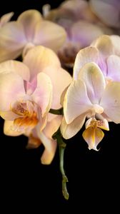 Preview wallpaper orchid, flower, petals, exotic, plant, tropics