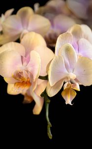 Preview wallpaper orchid, flower, petals, exotic, plant, tropics