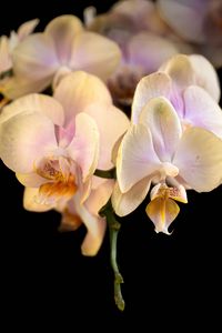 Preview wallpaper orchid, flower, petals, exotic, plant, tropics
