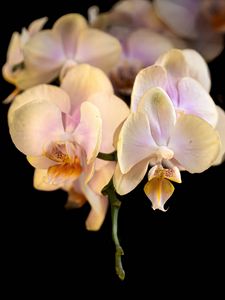 Preview wallpaper orchid, flower, petals, exotic, plant, tropics
