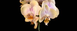 Preview wallpaper orchid, flower, petals, exotic, plant, tropics