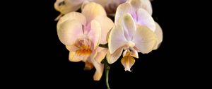 Preview wallpaper orchid, flower, petals, exotic, plant, tropics