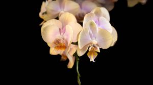 Preview wallpaper orchid, flower, petals, exotic, plant, tropics