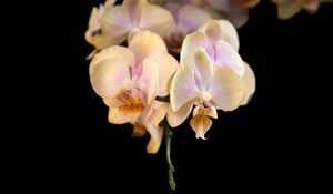Preview wallpaper orchid, flower, petals, exotic, plant, tropics