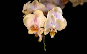 Preview wallpaper orchid, flower, petals, exotic, plant, tropics