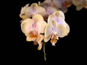 Preview wallpaper orchid, flower, petals, exotic, plant, tropics