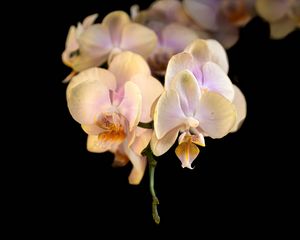 Preview wallpaper orchid, flower, petals, exotic, plant, tropics
