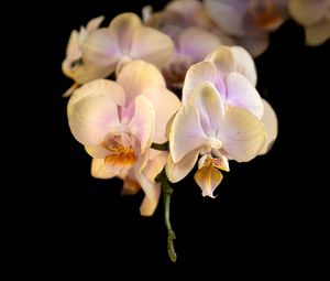 Preview wallpaper orchid, flower, petals, exotic, plant, tropics