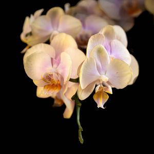 Preview wallpaper orchid, flower, petals, exotic, plant, tropics