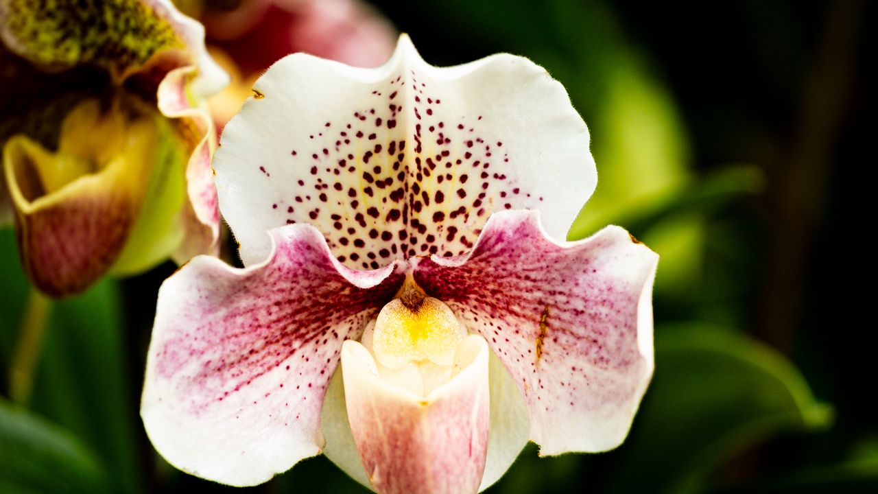 Wallpaper orchid, flower, petals, plant, spots, macro