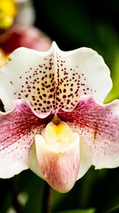 Preview wallpaper orchid, flower, petals, plant, spots, macro