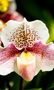 Preview wallpaper orchid, flower, petals, plant, spots, macro