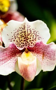Preview wallpaper orchid, flower, petals, plant, spots, macro