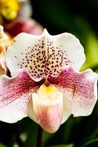 Preview wallpaper orchid, flower, petals, plant, spots, macro