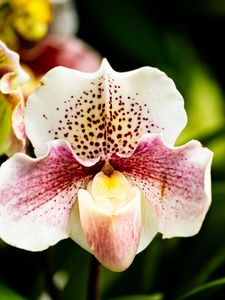Preview wallpaper orchid, flower, petals, plant, spots, macro