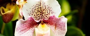Preview wallpaper orchid, flower, petals, plant, spots, macro