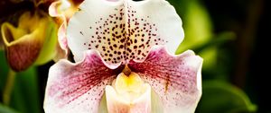 Preview wallpaper orchid, flower, petals, plant, spots, macro