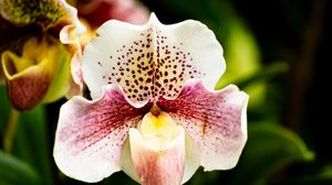 Preview wallpaper orchid, flower, petals, plant, spots, macro